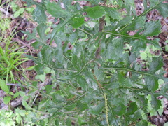 Lactuca ludoviciana