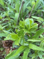 Symplocos paniculata