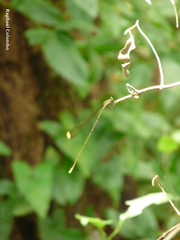 Mecistogaster ornata