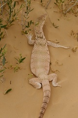 Varanus griseus griseus