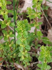 Cruciata glabra