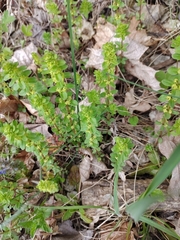 Cruciata glabra