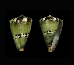 Conus capitaneus