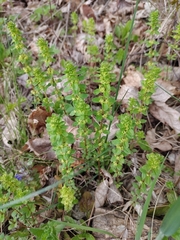 Cruciata glabra
