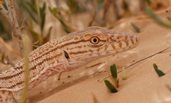 Varanus griseus griseus