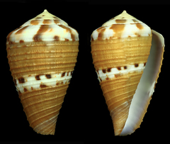 Conus capitaneus