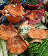 Laetiporus sulphureus
