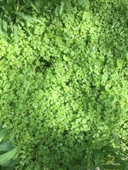 Petroselinum crispum