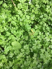 Petroselinum crispum