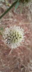 Eryngium mexiae