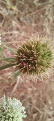 Eryngium mexiae