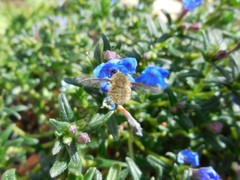 Bombylius fulvescens