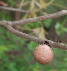 Disholcaspis quercusglobulus
