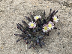 Launaea nana