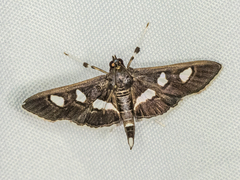 Desmia subdivisalis