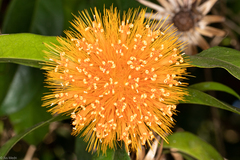 Stifftia chrysantha