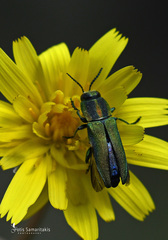 Anthaxia hungarica
