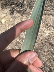 Yucca pallida