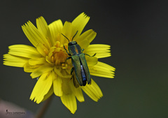 Anthaxia hungarica