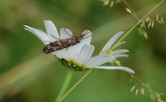 Limnephilus marmoratus