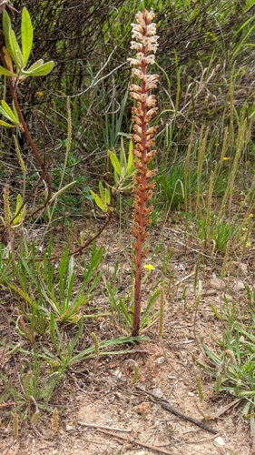 Common Broomrape