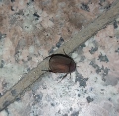 Maladera insanabilis