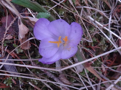 Crocus heuffelianus heuffelianus