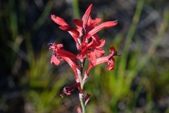 Tritoniopsis pulchra