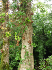 Couroupita guianensis