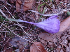 Crocus heuffelianus heuffelianus