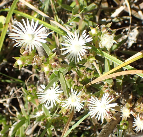 Image of Delosperma inconspicuum by (c) Nicola van Berkel, some rights reserved (CC BY-SA)