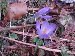 Crocus heuffelianus heuffelianus