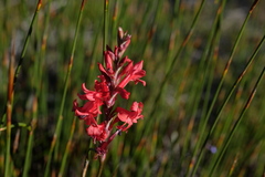 Tritoniopsis pulchra