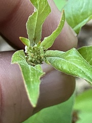 Lysimachia fraseri