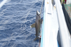 Carcharhinus longimanus