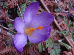 Crocus heuffelianus heuffelianus