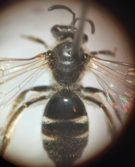 Lasioglossum pallens