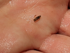 Palmacorixa