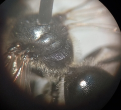 Lasioglossum pallens