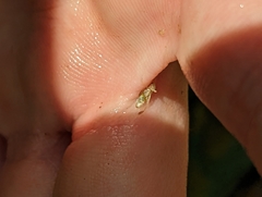 Palmacorixa