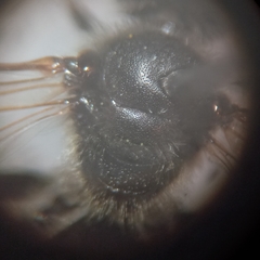 Lasioglossum pallens