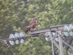 Buteo buteo