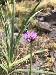 Allium geyeri