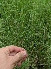 Muhlenbergia utilis