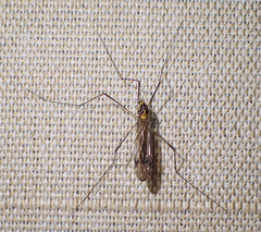 Dicranoptycha stuckenbergi