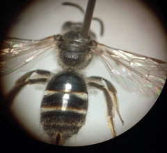 Lasioglossum pallens