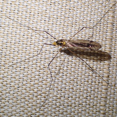 Dicranoptycha stuckenbergi