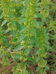 Cruciata glabra