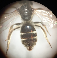 Lasioglossum pallens