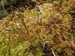 Sciuro-hypnum plumosum